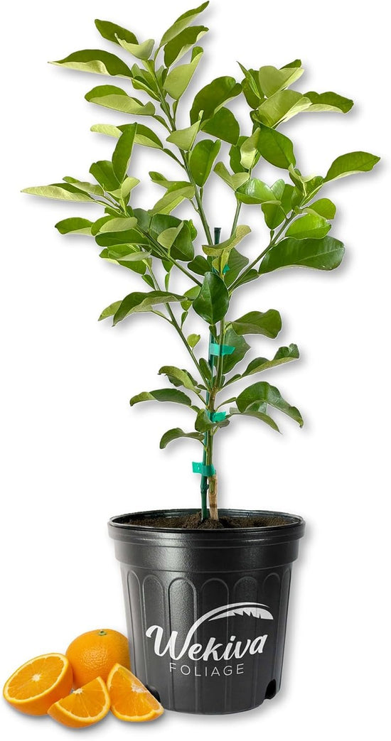 Valencia Orange Tree - Live Plants in 2 Gallon Pots - Florida Only - Fruit Bearing Citrus for Patio and Garden
