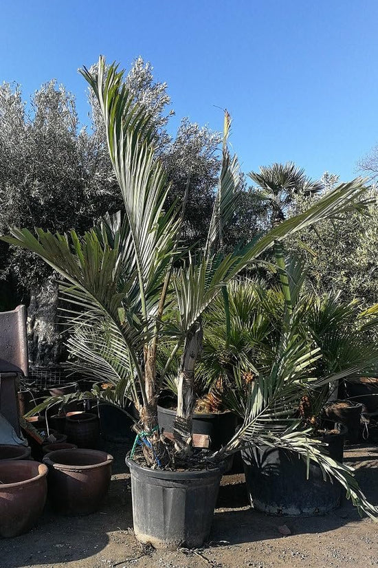 Dwarf Sugar Palm - Live Plant in a 3 Gallon Pot - Arenga Englerii - Extremely Rare and Unusual Ornamental Palms of Florida