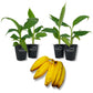 Banana Tree - 4 Live Starter Plants - Musa - Edible Fruit Bearing Tree for The Patio and Garden