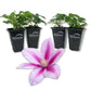 Clematis Poseidon - Live Starter Plants in 2 Inch Growers Pots - Starter Plants Ready for The Garden - Rare Clematis for Collectors