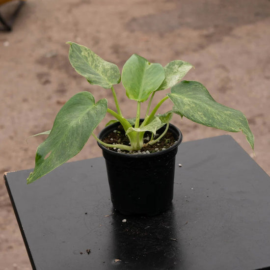 Blizzard Philodendron - 1 Live Plant in a 4 Inch Pot - Philodendron Giganteum Blizzard - Extremely Rare Indoor Houseplant