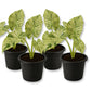 Night Scented Lily Alocasia - Variegated - Live Starter Plants - Alocasia Odora