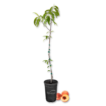 can i plant a peach tree in a pot Tropic Beauty Peach Tree - Live Plant in a 1 Gallon Grower's Pot