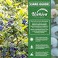 Blueberry Plant - 3 Live Starter Plants - Vaccinium - Edible Fruit Bearing Bush for The Patio and Garden