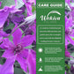 Clematis Guiding Promise - Live Starter Plants in 2 Inch Growers Pots - Starter Plants Ready for The Garden - Rare Clematis for Collectors