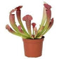 Trumpet Pitcher Plant - Live Starter Plants - Sarracenia - Beautiful Colorful Easy Care