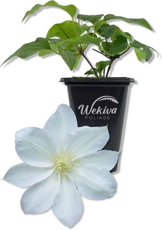 Clematis Lanuginosa Candida - Live Starter Plant in a 2 Inch Growers Pot - Starter Plants Ready for The Garden - Bold and Beautiful White Flowering Vine