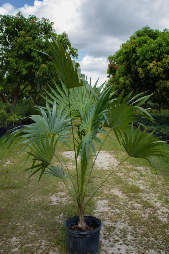 Florida Thatch Palm - Live Plants in 4 Inch Growers Pots - Thrinax Radiata - Beautiful Clean Air Indoor Outdoor Houseplant