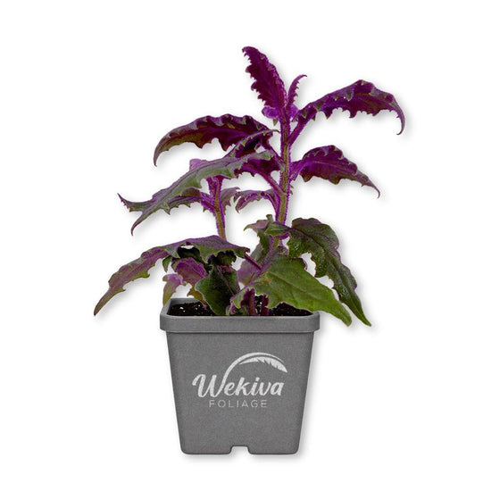 Purple Passion Plant - Royal Velvet - Live Plants in 3 Inch Growers Pots - Gynura Aurantica - Beautiful Textured Colorful Foliage Indoor Houseplant