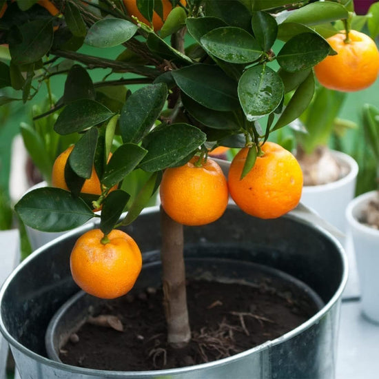 Navel Orange Tree - Live Plants in 1 Gallon Pots - Florida Only - Beautiful Fruit Bearing Citrus for Patio and Garden