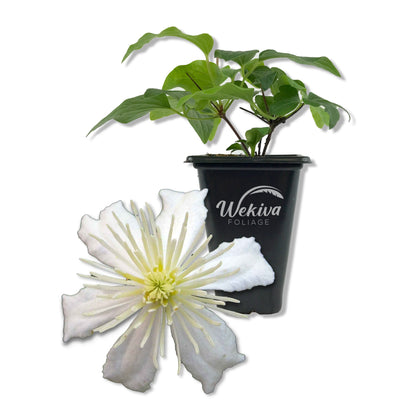 Clematis Fargesioides Summer Snow - Live Starter Plant in a 2 Inch Growers Pot - Starter Plants Ready for The Garden - Rare Clematis for Collectors