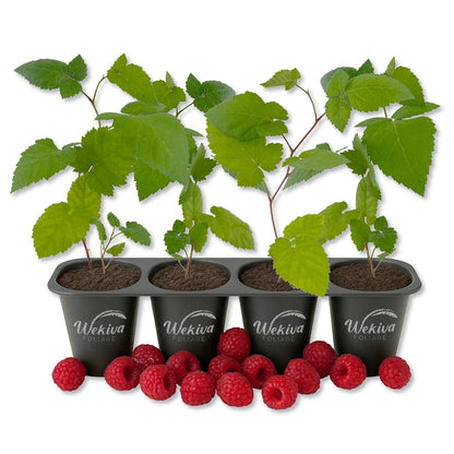Raspberry Bush - 4 Live Starter Plants - Rubus - Edible Berry Bearing Bramble Shrub for Fruit Garden and Patio