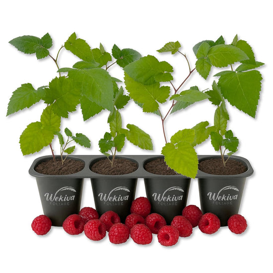 Raspberry Bush - 4 Live Starter Plants - Rubus - Edible Berry Bearing Bramble Shrub for Fruit Garden and Patio