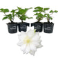 Clematis Duchess of Edinburgh - Live Starter Plants in 2 Inch Growers Pots - Starter Plants Ready for The Garden - Beautiful White Bloom Flowering Vine