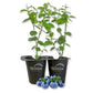 Blueberry Plant - 2 Live Starter Plants - Vaccinium - Edible Fruit Bearing Bush for The Patio and Garden