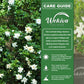 Gardenia Bush - Live Plants in 4 Inch Growers Pots - Beautiful Budding Flowering Scented Indoor Outdoor Garden and Houseplant Shrub