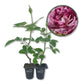 Burlesque Rose Bush - Live Starter Plants - Beautiful Unique Hybrid Tea Rose - Versatile Beauty with Burgundy and Cream Streaked Blooms