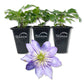 Clematis Crystal Fountain - Live Starter Plants in 2 Inch Growers Pots - Starter Plants Ready for The Garden - Rare Clematis for Collectors