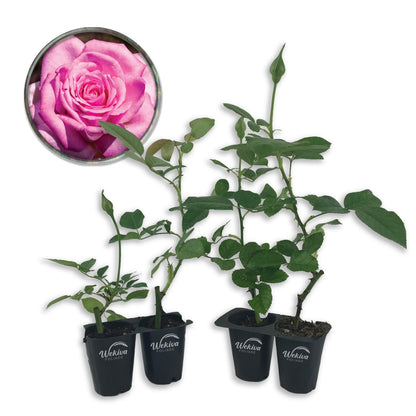Beverly Rose Bush - Live Starter Plants in 2 Inch Growers Pots - Beautifully Fragrant Hybrid Tea Rose - A Versatile Beauty with Large Blooms