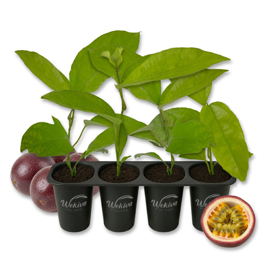 Passion Fruit Plant - 4 Live Starter Plants - Edible Fruit Bearing Vine for The Patio and Garden