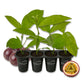 Passion Fruit Plant - 4 Live Starter Plants - Edible Fruit Bearing Vine for The Patio and Garden