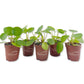 Chinese Money Plant - Live Starter Plants - Pilea Peperomioides - Rare and Elegant Indoor Houseplant
