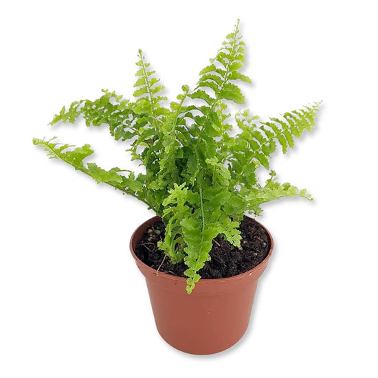 Boston Fern Plant - Live Starter Plants - Nephrolepis Exaltata - Beautiful Indoor Air Purifying Fern