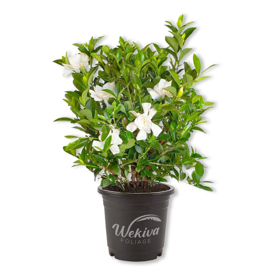 Gardenia Bush - Live Plants in 4 Inch Growers Pots - Beautiful Budding Flowering Scented Indoor Outdoor Garden and Houseplant Shrub
