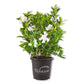 Gardenia Bush - Live Plants in 4 Inch Growers Pots - Beautiful Budding Flowering Scented Indoor Outdoor Garden and Houseplant Shrub