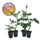 Sunrise Surprise Rose Bush - Live Starter Plants in 2 Inch Pots - Beautiful Roses from Florida - A Timeless Classic Ornamental Rose