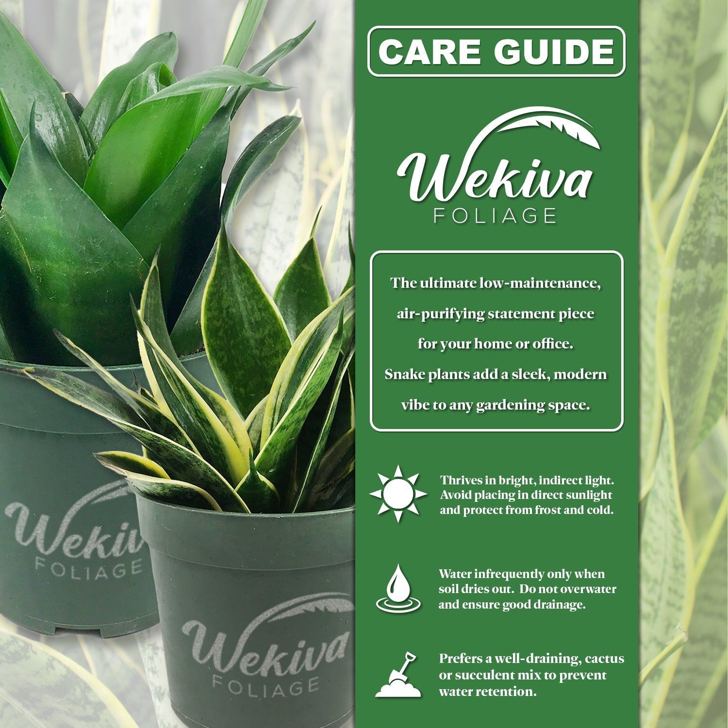 sansevieria t Lotus Snake Plant - Live Plants in 4 Inch Growers Pots - Sansevieria Trifasciata 'Lotus Hahnii'