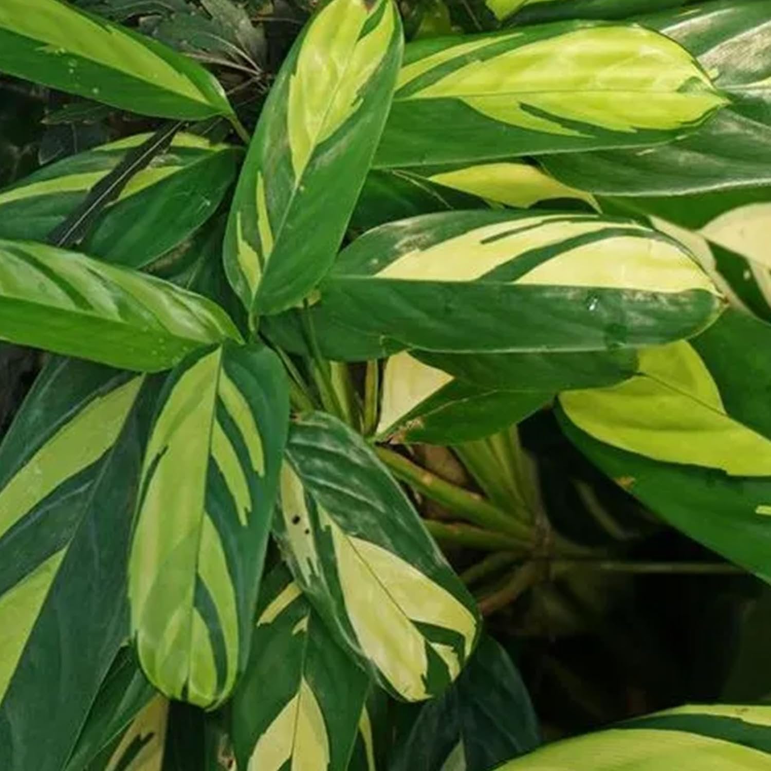 calathea pilosa prayer plant Calathea Pilosa - Live Plants in 4 Inch Growers Pots - Calathea Ctenanthe 'Pilosa'