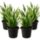 Lace Fern - Live Starter Plants - Asparagus Pyramidalis