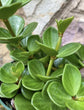 Peperomia Hope - Live Plants in 4 Inch Growers Pots - Peperomia Tetraphylla - Rare and Elegant Indoor Houseplant