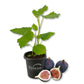 Fig Tree - 1 Live Starter Plant - Ficus Carica - Edible Fruit Tree for The Patio and Garden