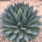Blue Glow Agave - Live Starter Plants - Agave Attenuata x Ocahui - Compact Decorative Slow Growing Succulent