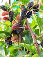 Everbearing Mulberry Tree - Live Plant in 3 Gallon Pot - Edible Fruit Tree For The Patio Or Garden