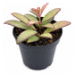 Hoya Rosita Plant - 1 Live Plant in a 4 Inch Growers Pot - Hoya Wayetii × Tsangii - Colorful Succulent Easy Care Houseplant