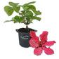 Clematis Ruutel - Live Starter Plants in 2 Inch Growers Pots - Starter Plants Ready for The Garden - Beautiful Maroon Flowering Vine