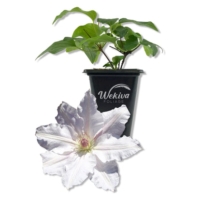 Clematis Hyde Hall - Live Starter Plants in 2 Inch Growers Pots - Starter Plants Ready for The Garden - Rare Clematis for Collectors