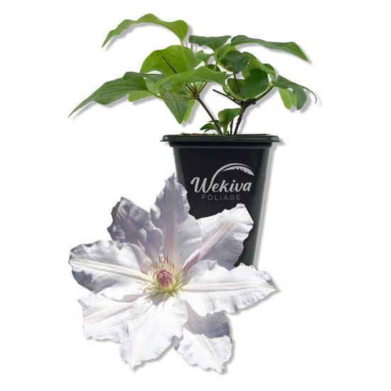 Clematis Hyde Hall - Live Starter Plants in 2 Inch Growers Pots - Starter Plants Ready for The Garden - Rare Clematis for Collectors