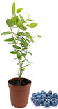 Berry Variety Pack - 4 Live Starter Plants - Growers Choice - A Selection of Blueberry, Blackberry, and Boysenberry Varieties For Your Edible Garden