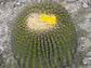 Candy Barrel Cactus - Live Starter Plants - Farocactus Histrix - Compact Easy Care Houseplant
