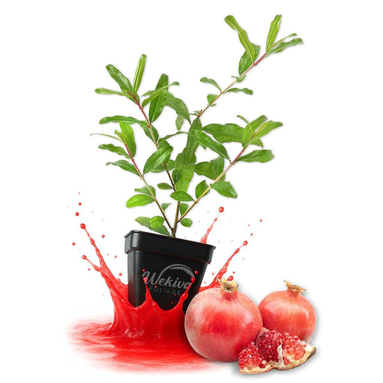Sweet Pomegranate Tree - Live Plants in 3 Inch Growers Pots - Edible Fruit Bearing Tree for The Patio and Garden