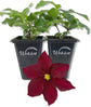 Clematis Rosemoor - Live Starter Plants in 2 Inch Growers Pots - Starter Plants Ready for The Garden - Rare Clematis for Collectors