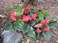 Superbum Anthurium - Live Starter Plants in 2 Inch Growers Pots - Anthurium - Tropical Elegance Low Maintenance Indoor Houseplant