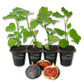 Fig Tree - 4 Live Starter Plants - Ficus Carica - Edible Fruit Tree for The Patio and Garden