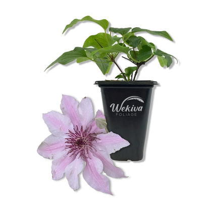 Clematis Ithemba - Live Starter Plants - Delicate Beautiful Classic Elegant Lavender Flowering Vine