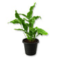 Blue Star Fern - Live Starter Plants - Phlebodium Aureum