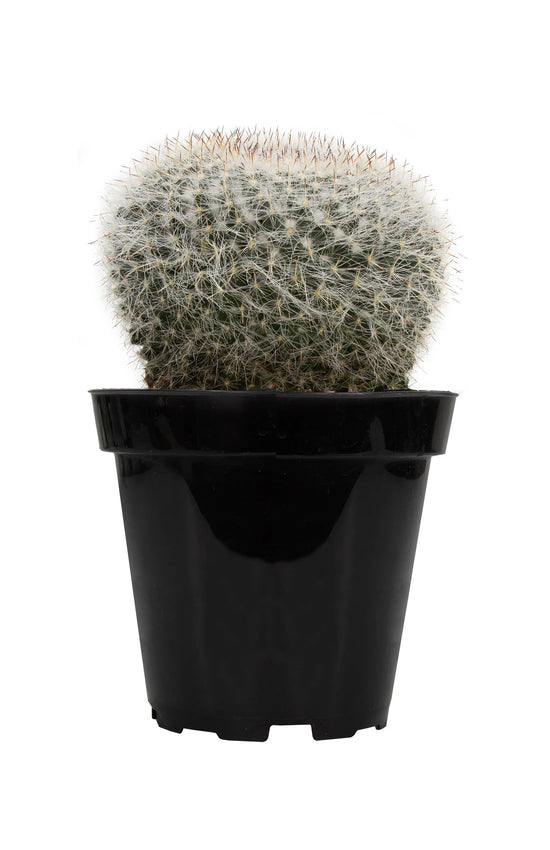 Old Lady Cactus - Live Starter Plants - Mammillaria Hahniana - Beautiful Easy Care Houseplant